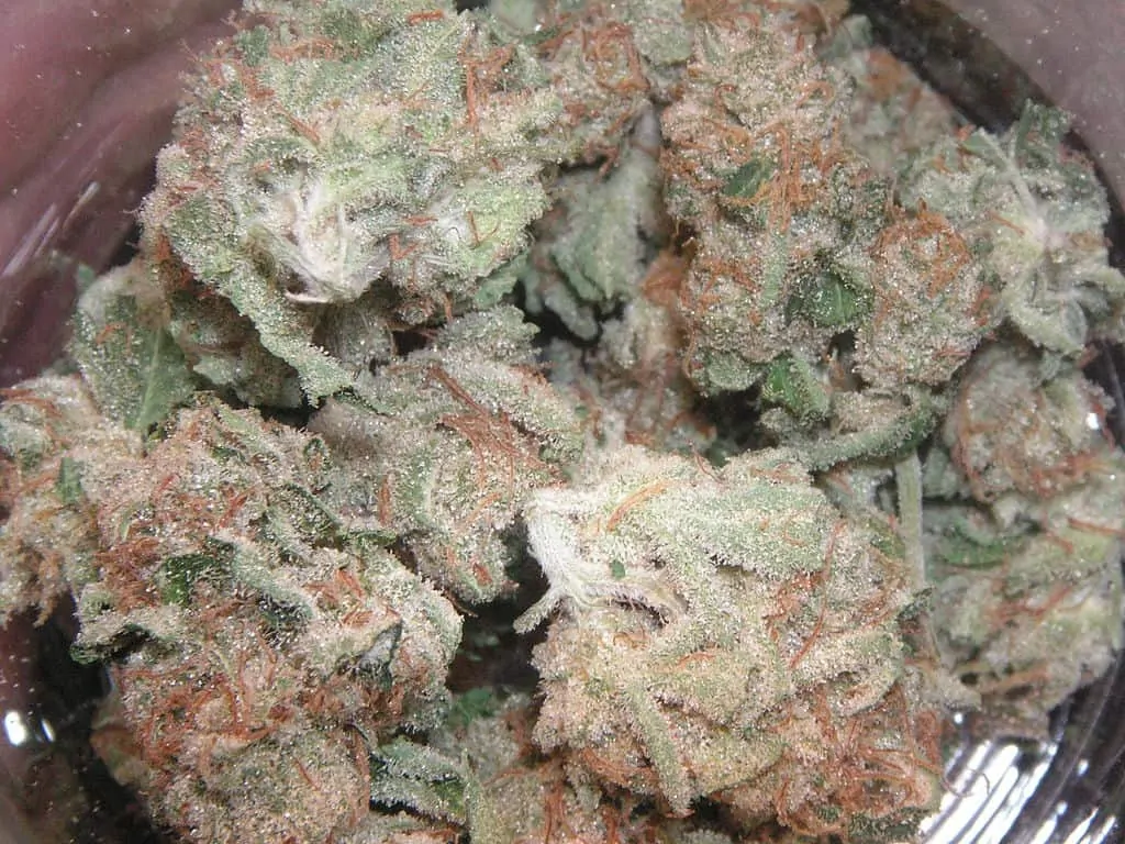 Best Kush Strains Of All Time Names And Pictures