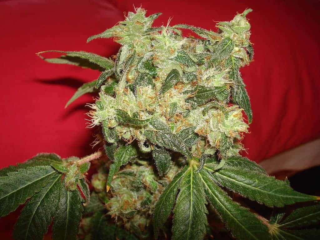 White Widow Green House Seeds